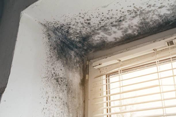 Affordable Mold Cleanup solutions in Broadway, VA