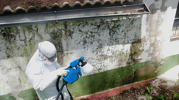Top rated local Mold Cleanup specialists in Broadway, VA